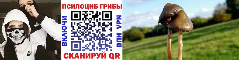 Псилоцибиновые грибы GOLDEN TEACHER  Купить закладки  Талица 